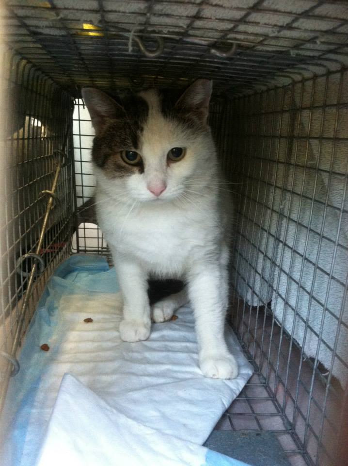 Friends of Companion Animals “Critters without Litters” Fundraising Party