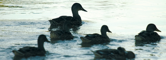 Michigan Natural Resources Trust Fund Applications Public Input Session