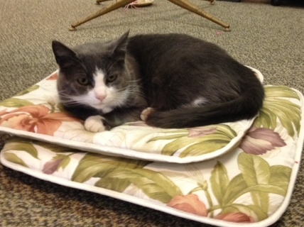 Featured Pet at Friends of Companion Animals: Duchess