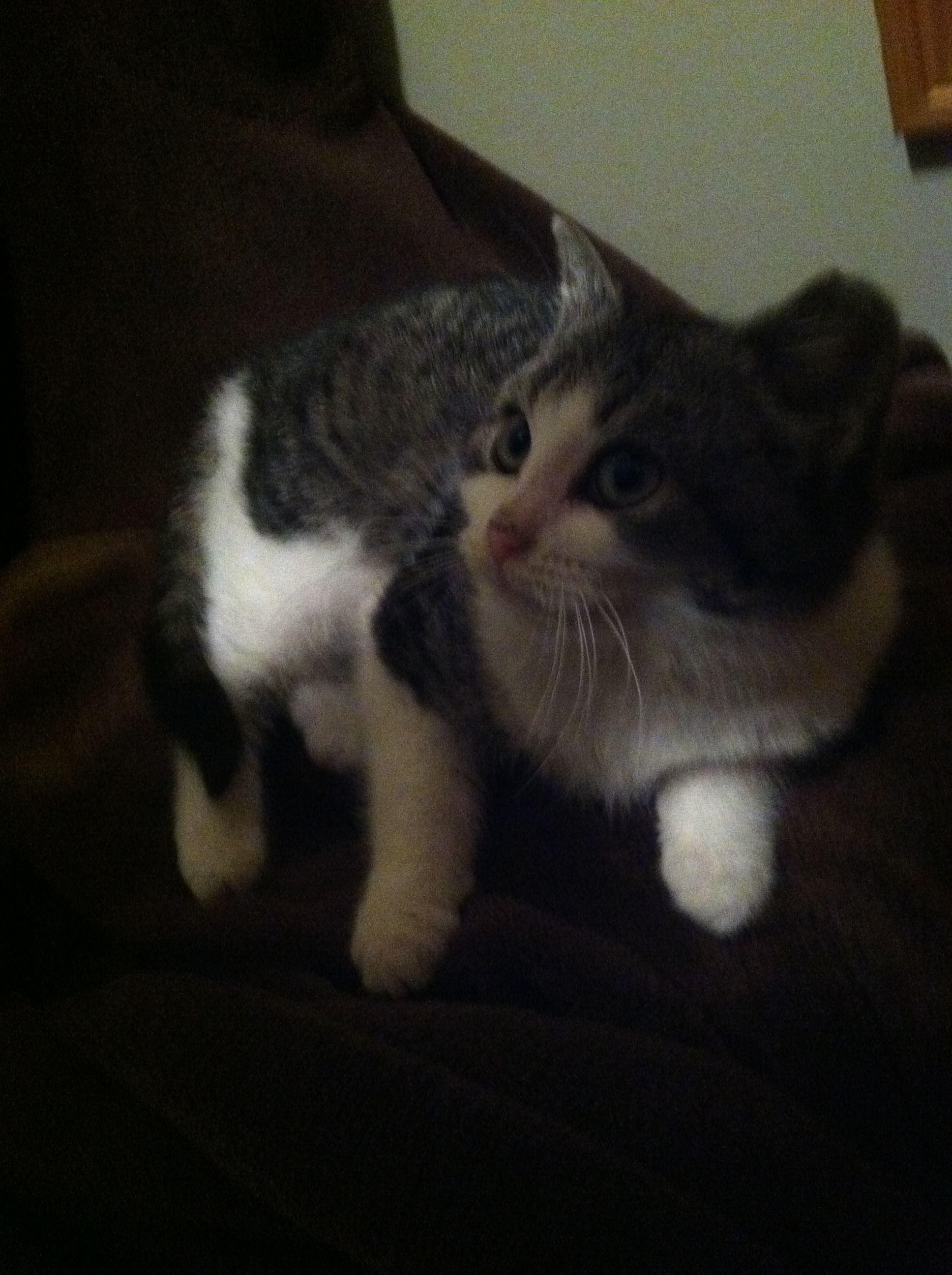 FOCA Featured Pet of the Week – Birdie