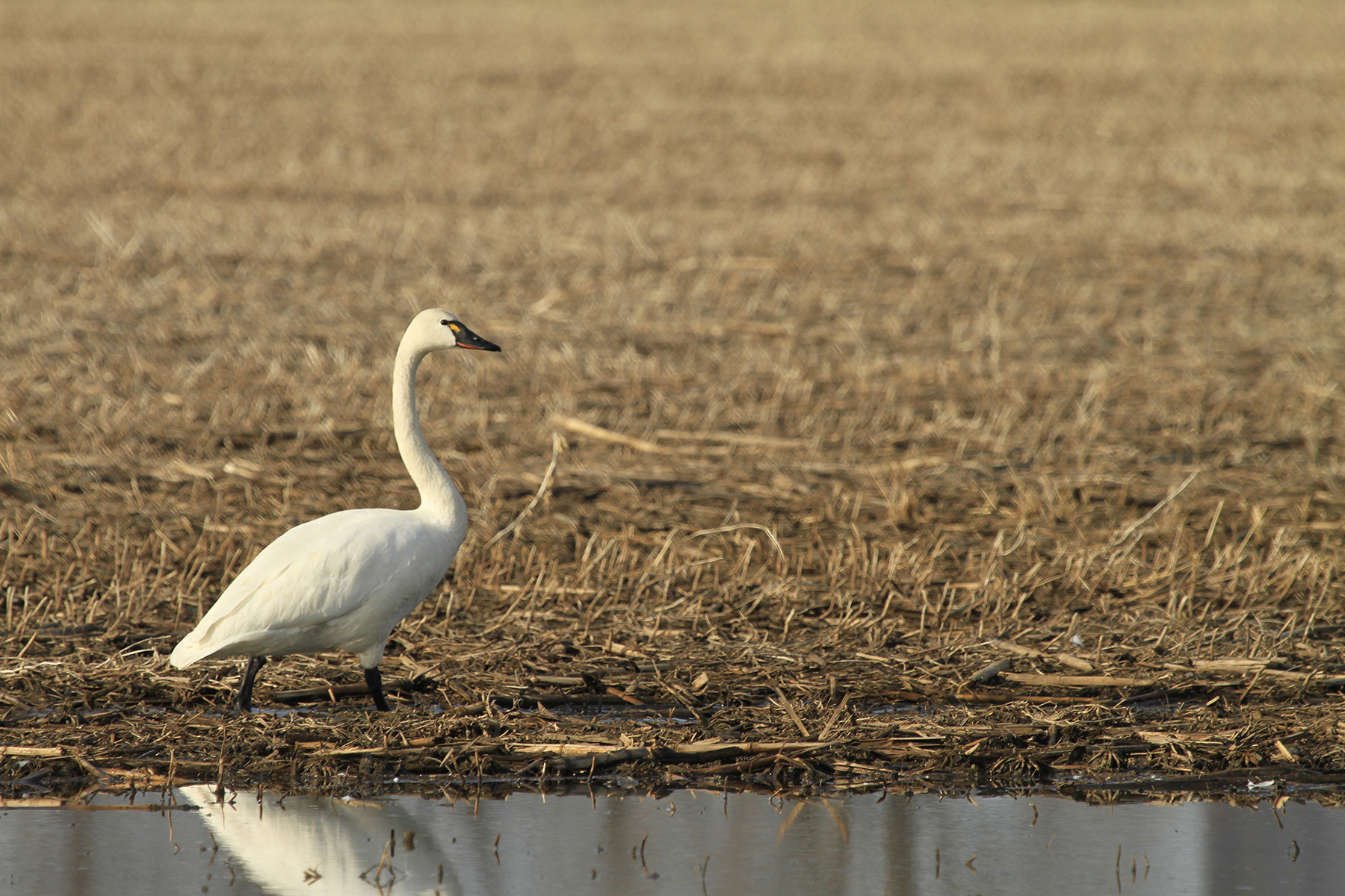 Photos By Richard Lee