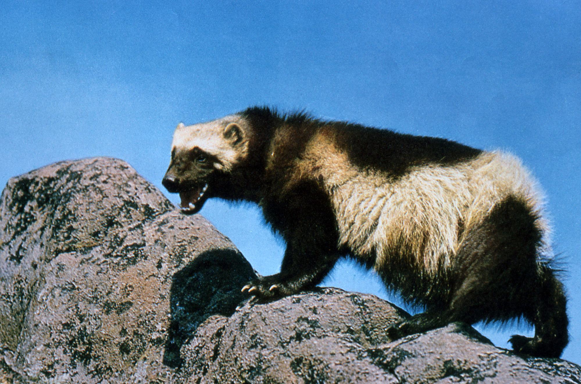 Michigan’s Lone Wolverine Exhibit