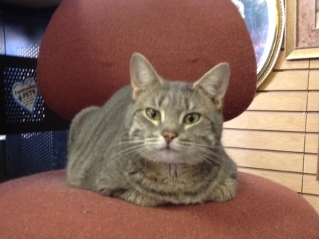 Featured Cat from FOCA – Miss Sissy