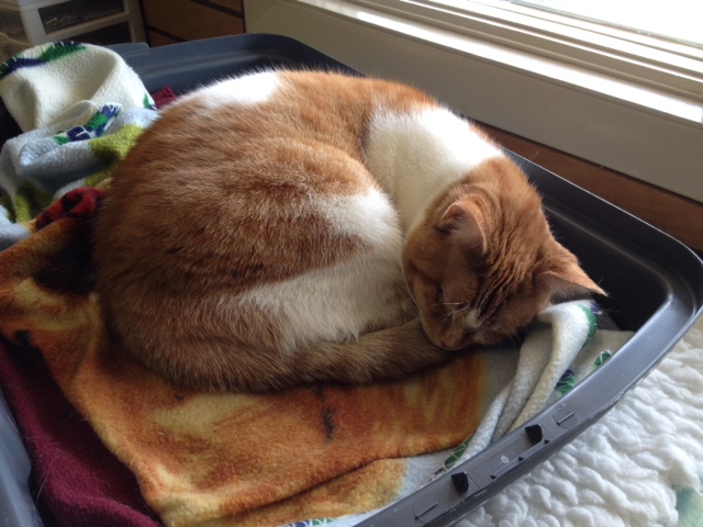 FOCA Featured Pet of the Week – Miss Apple