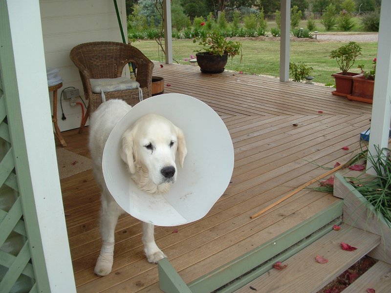 A Dog’s Life: The Importance of Spaying and Neutering, by Rochelle Armbruster
