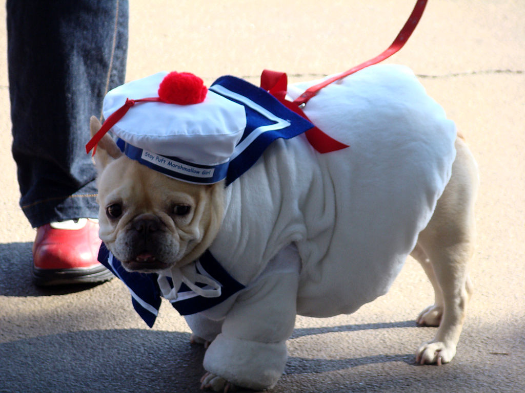 A Dog’s Life: Boo! Keeping Your Dog Safe (Not Spooked Out) at Halloween, by Rochelle Armbruster