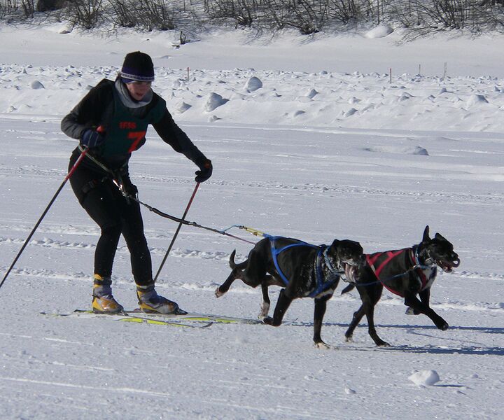 A Dog’s Life: Skijoring–Winter Fun for You and Your Dog, by Rochelle Armbruster