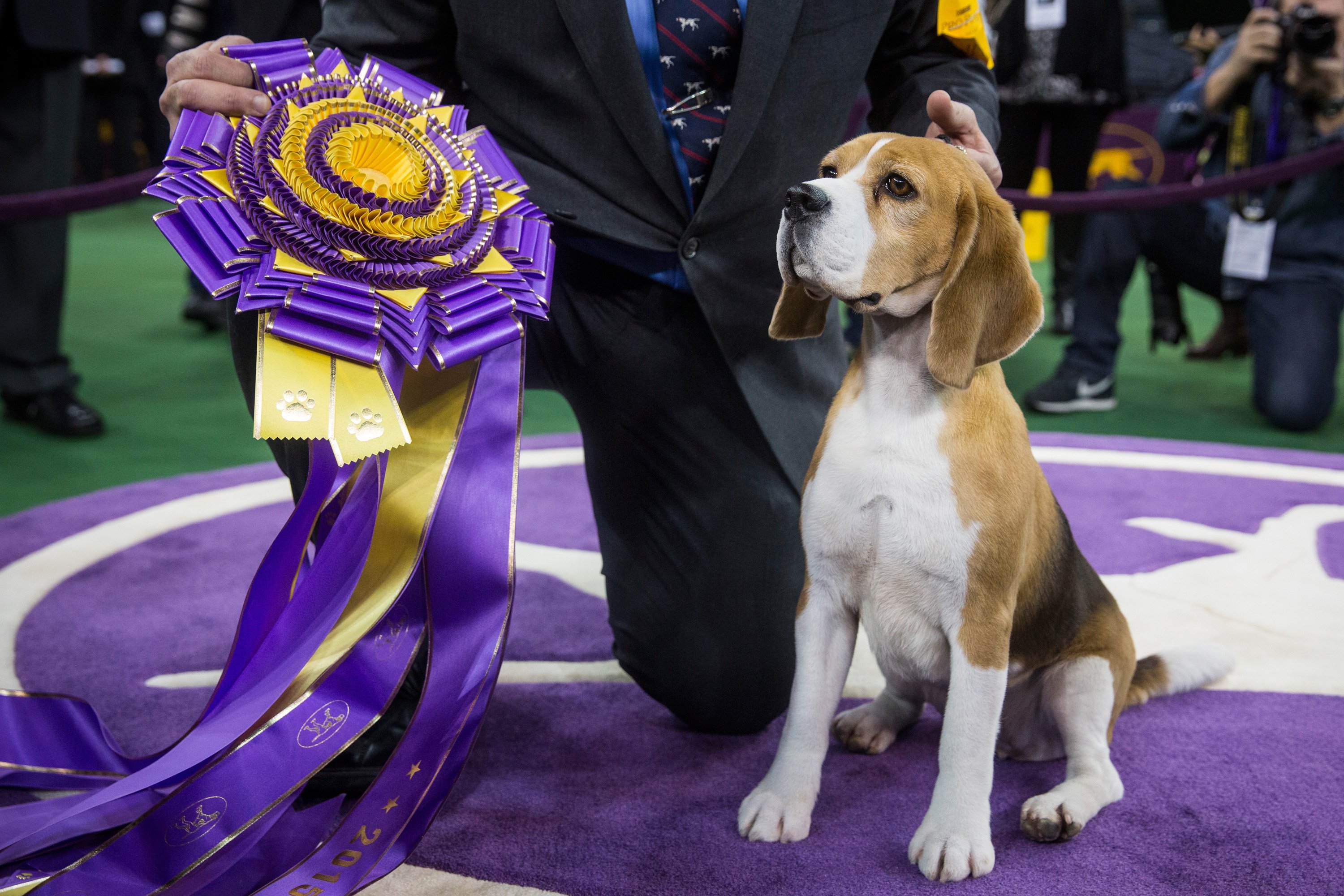 A Dog’s Life: The Westminster Kennel Club Dog Show, by Rochelle Armbruster