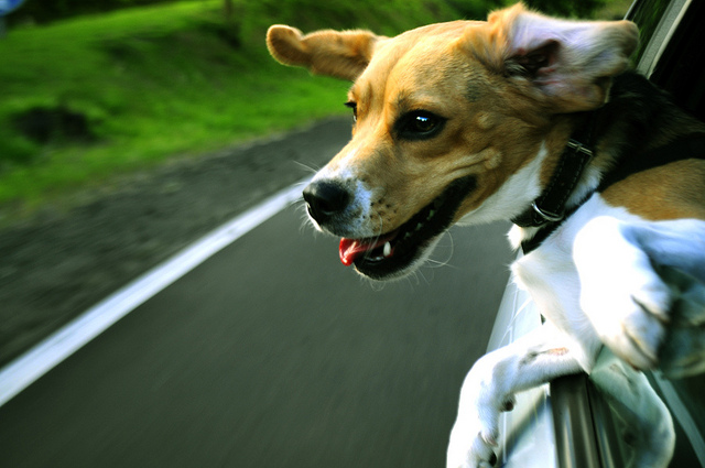 A Dog’s Life: Take Care of Your Dog in the Car, by Rochelle Armbruster