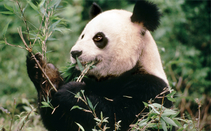 Edition for the Week of March 9, 2015