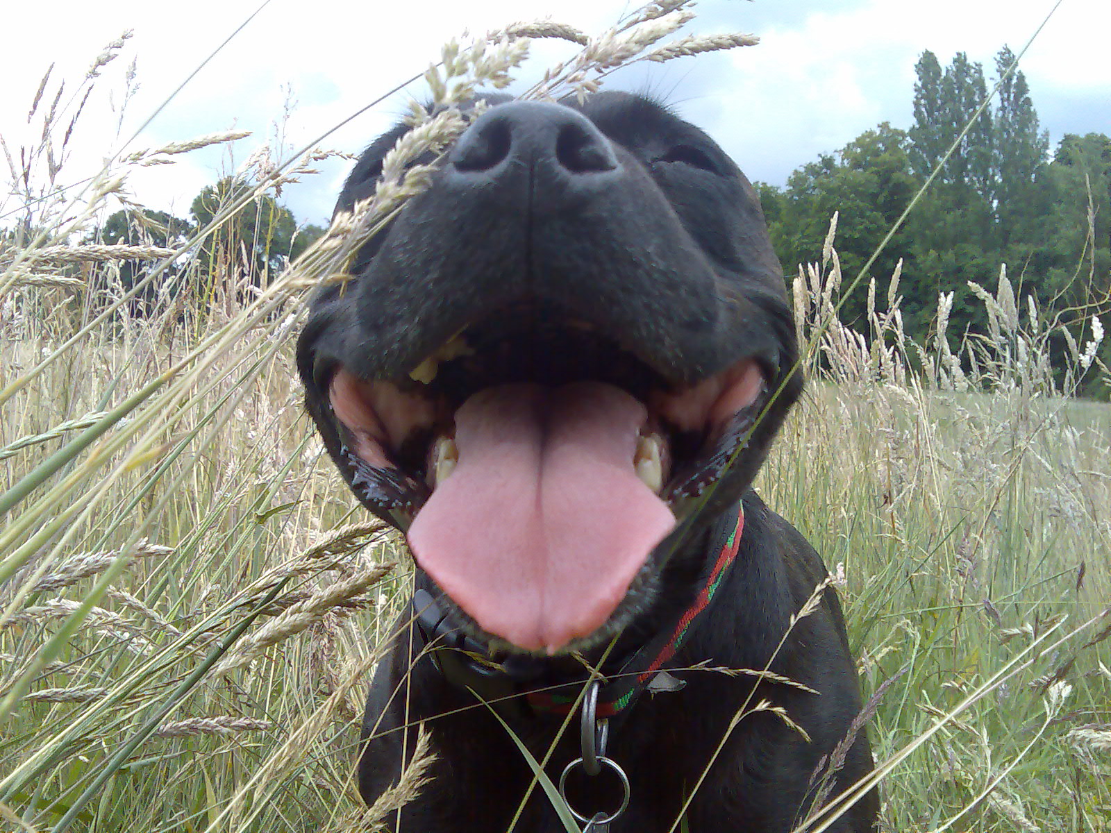 A Dog’s Life: Keeping Those Pearly Whites Healthy, The Importance of Dental Hygiene, by Rochelle Armbruster
