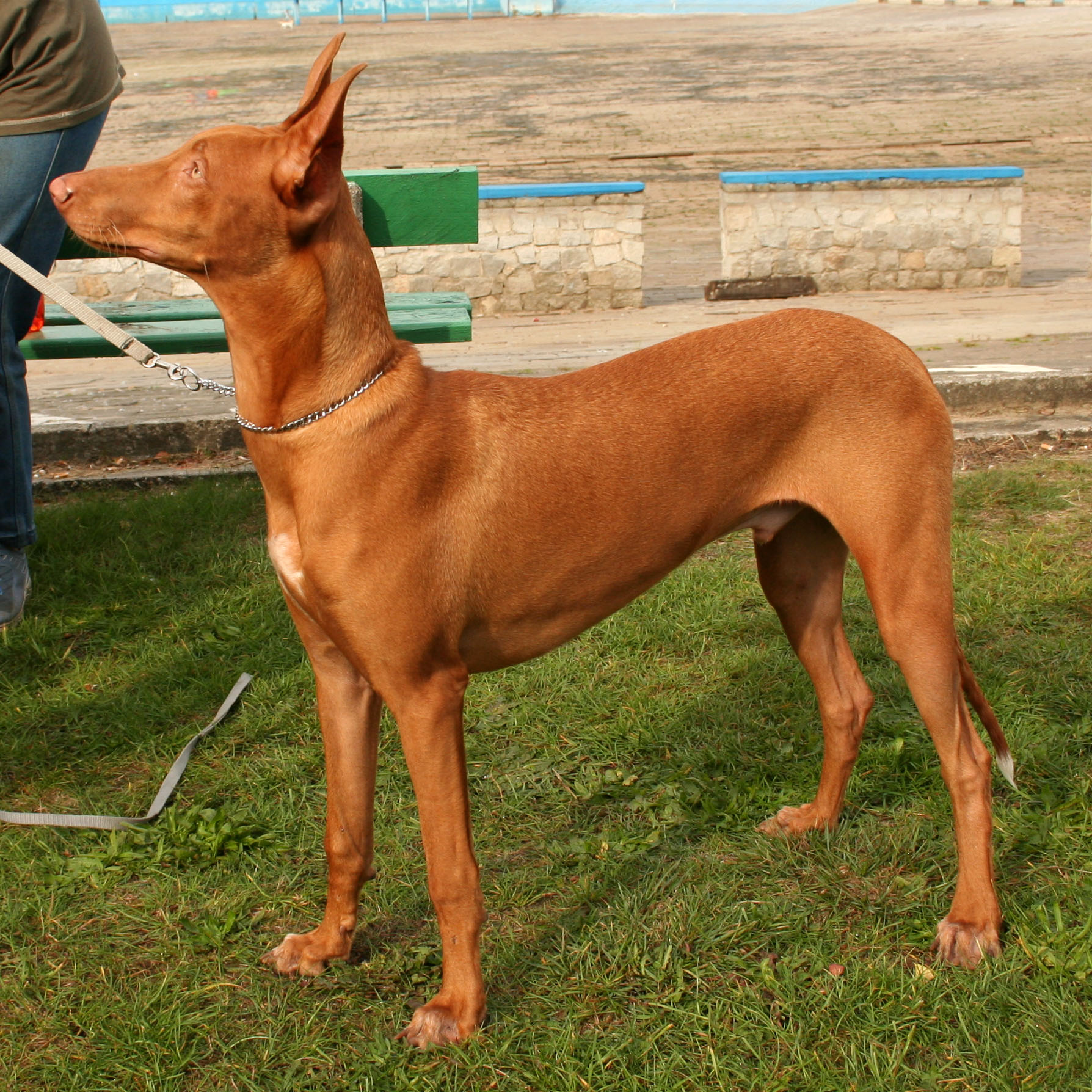 A Dog’s Life: Pharaoh Hound